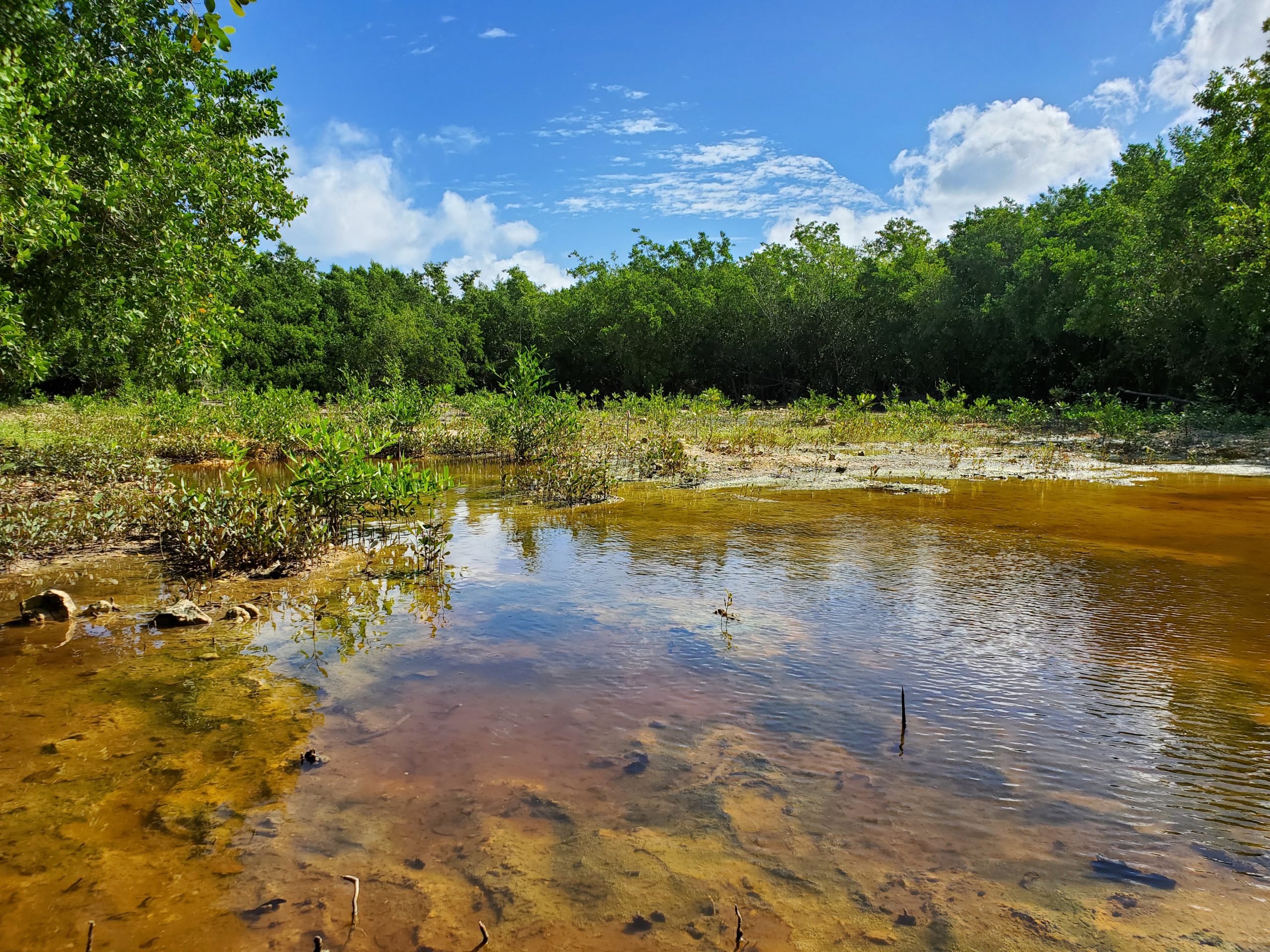 Coastal Wetland Restoration